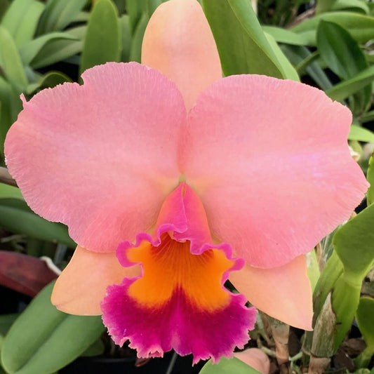 (C. Sierra Blanca x C. Ruth Gee ) x Rth. Golden Child