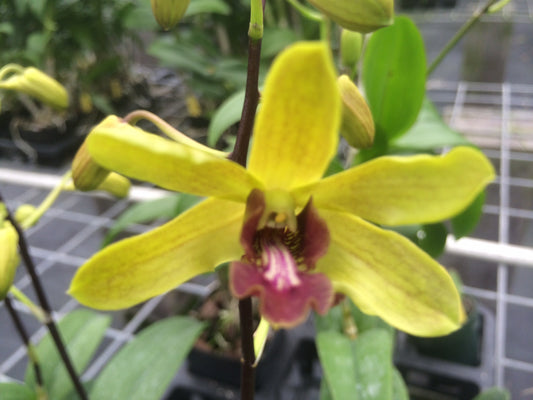Den.Urawain with Yellow Ecopot (Retail Orders)