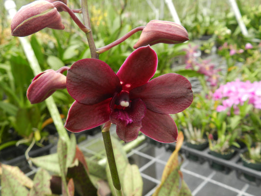 Den. Vitner's Reserve 'Vino Tinto'